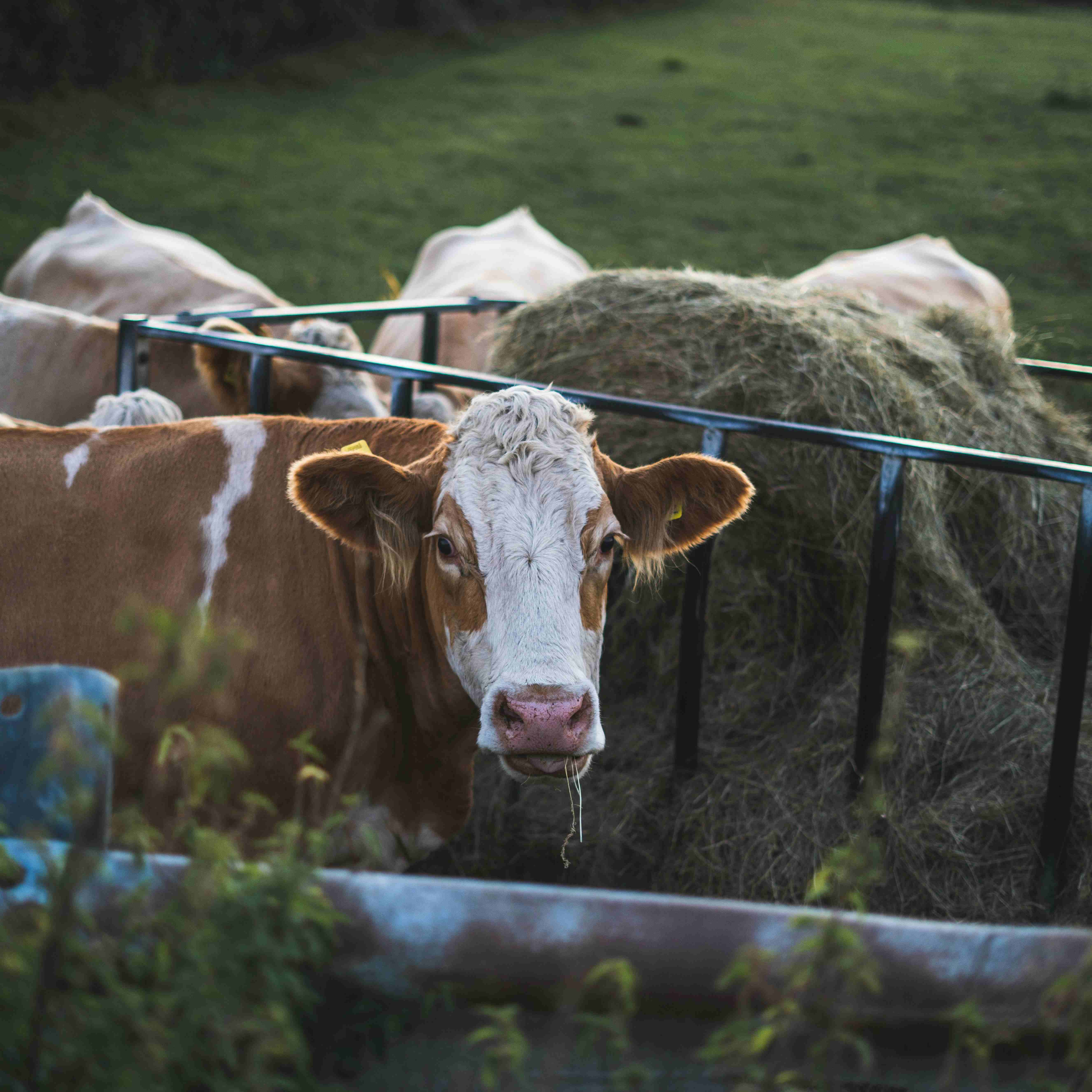 Fattening-of-cattle-and-sheep-2