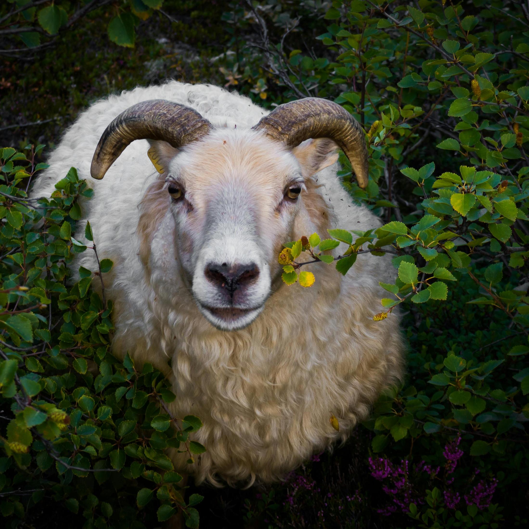 Fattening of cattle and sheep (1)