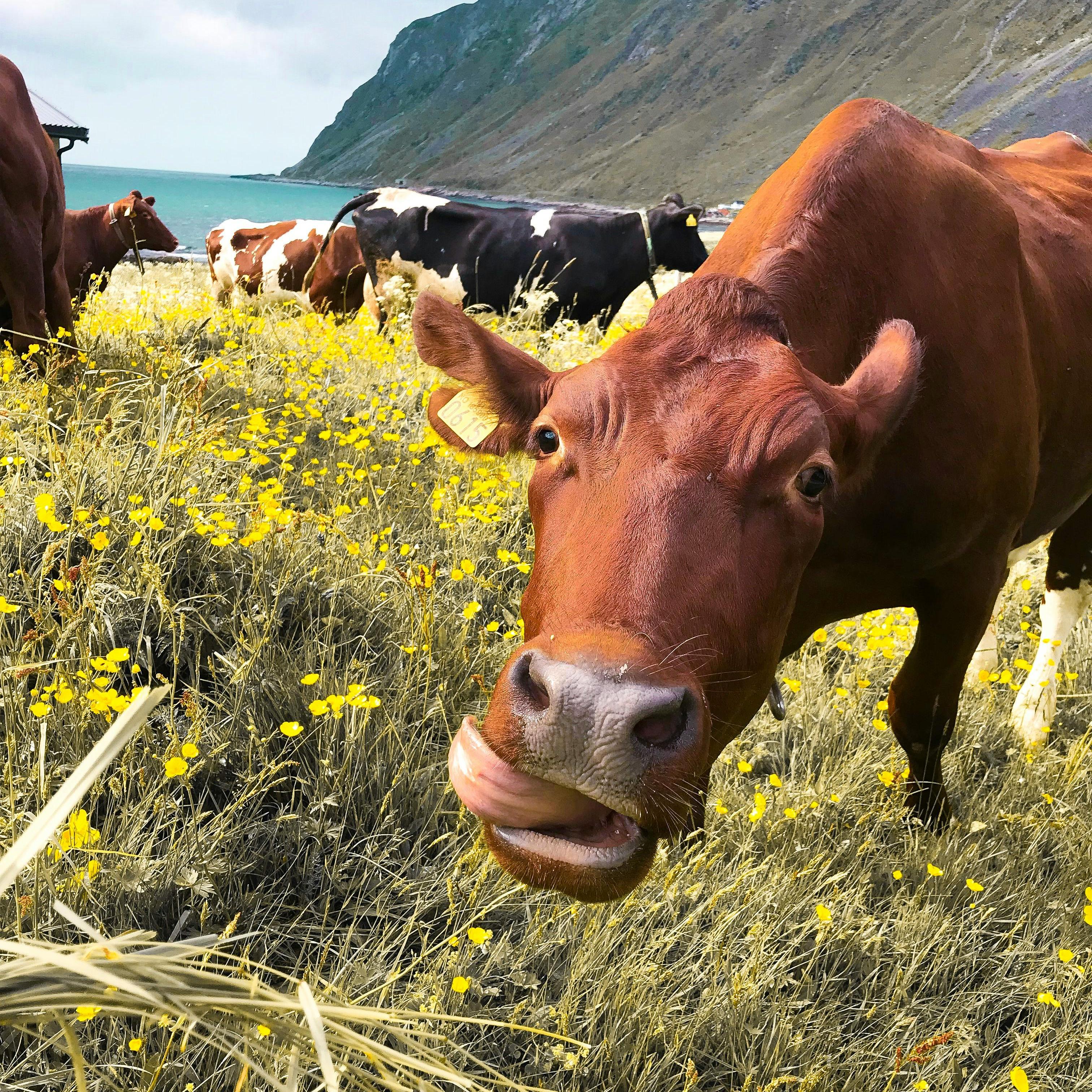 Fattening of cattle and sheep (1)