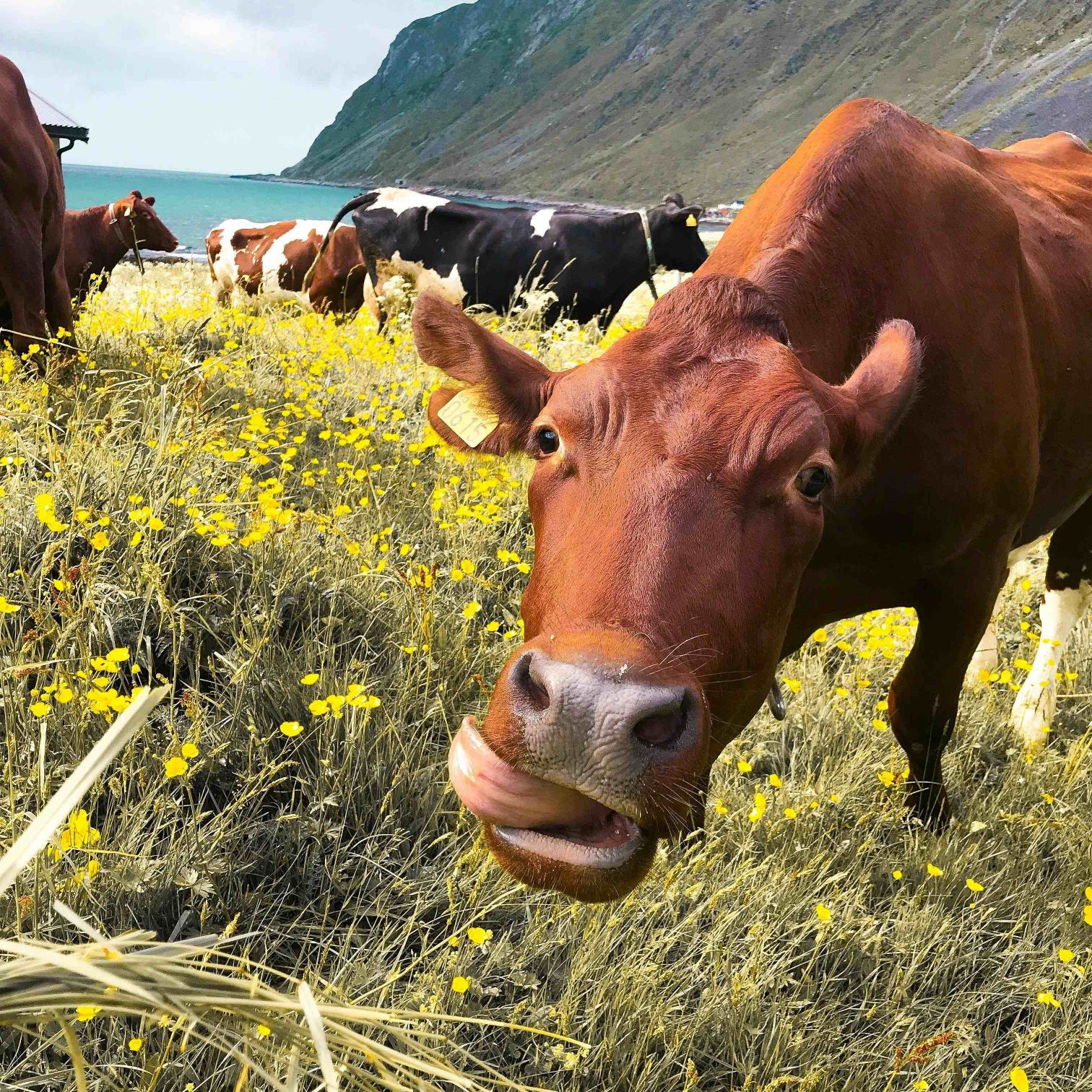 Fattening-of-cattle-and-sheep-5