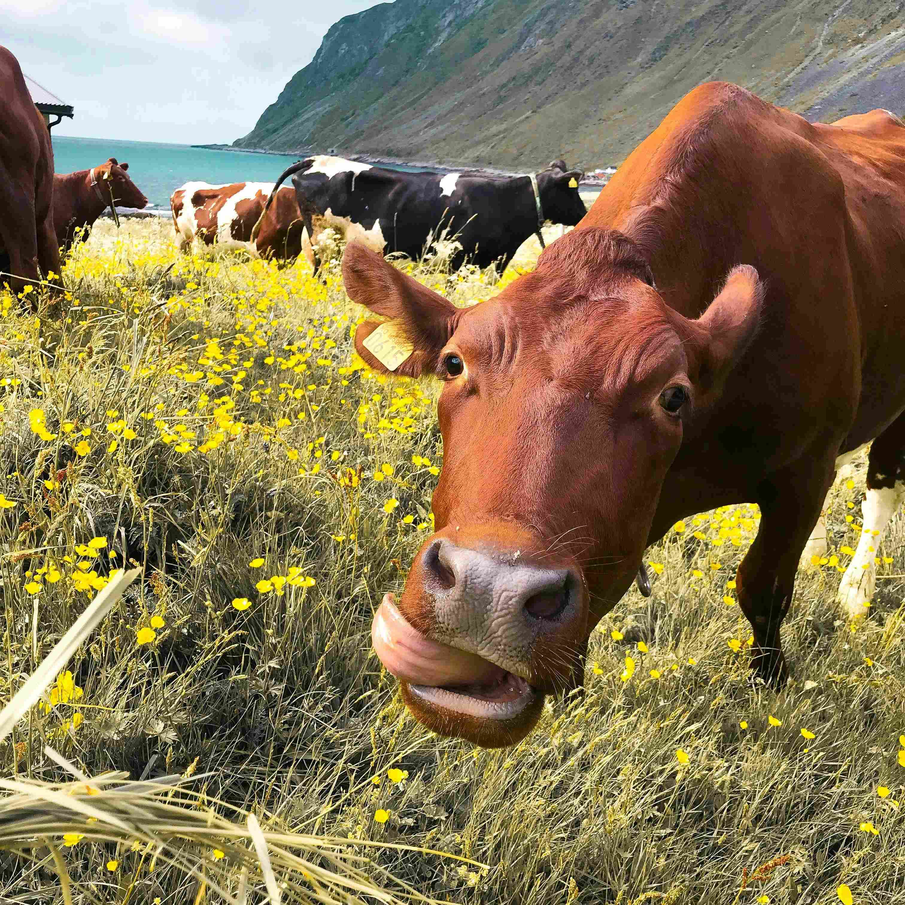 Fattening-of-cattle-and-sheep-5