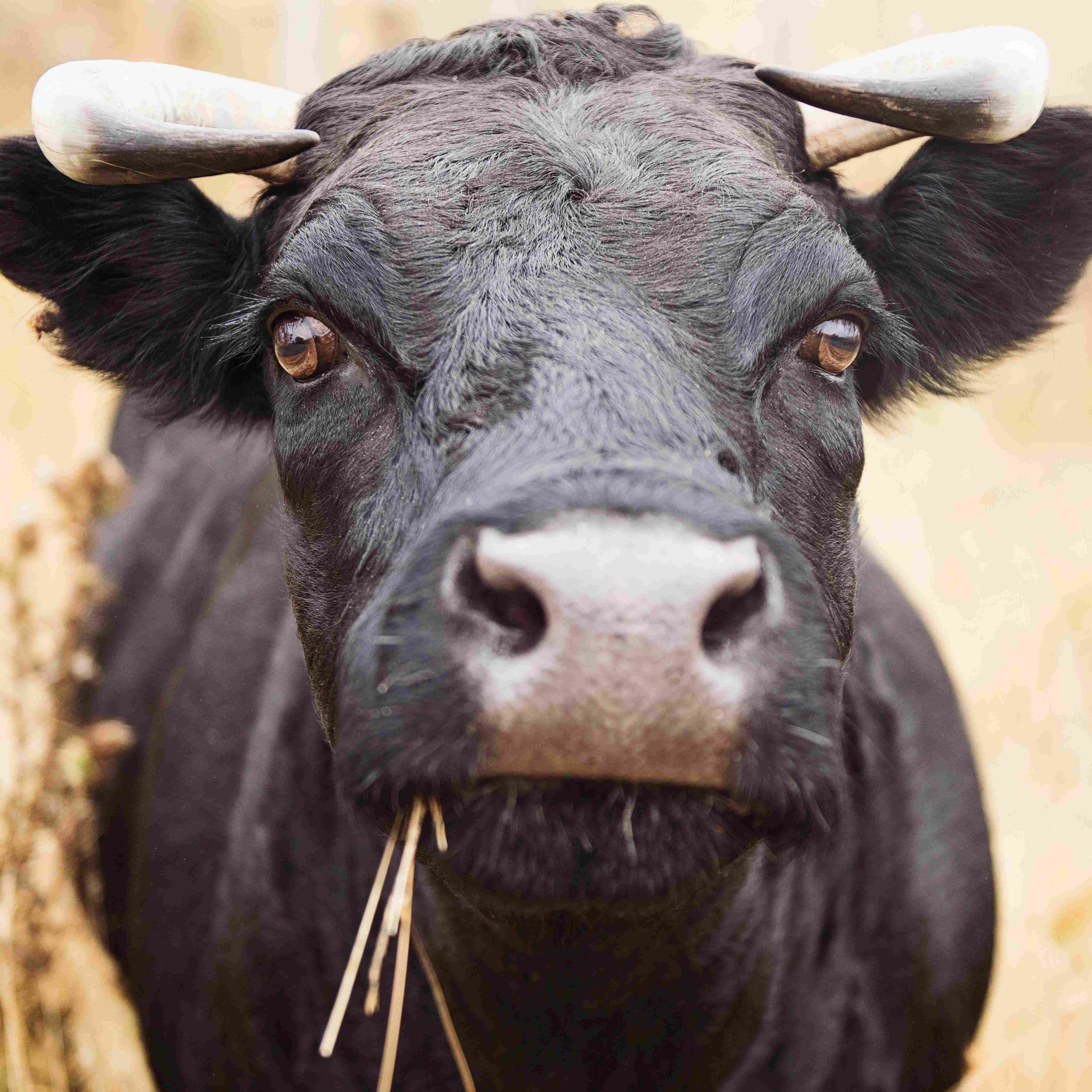 Fattening-of-cattle-and-sheep-6