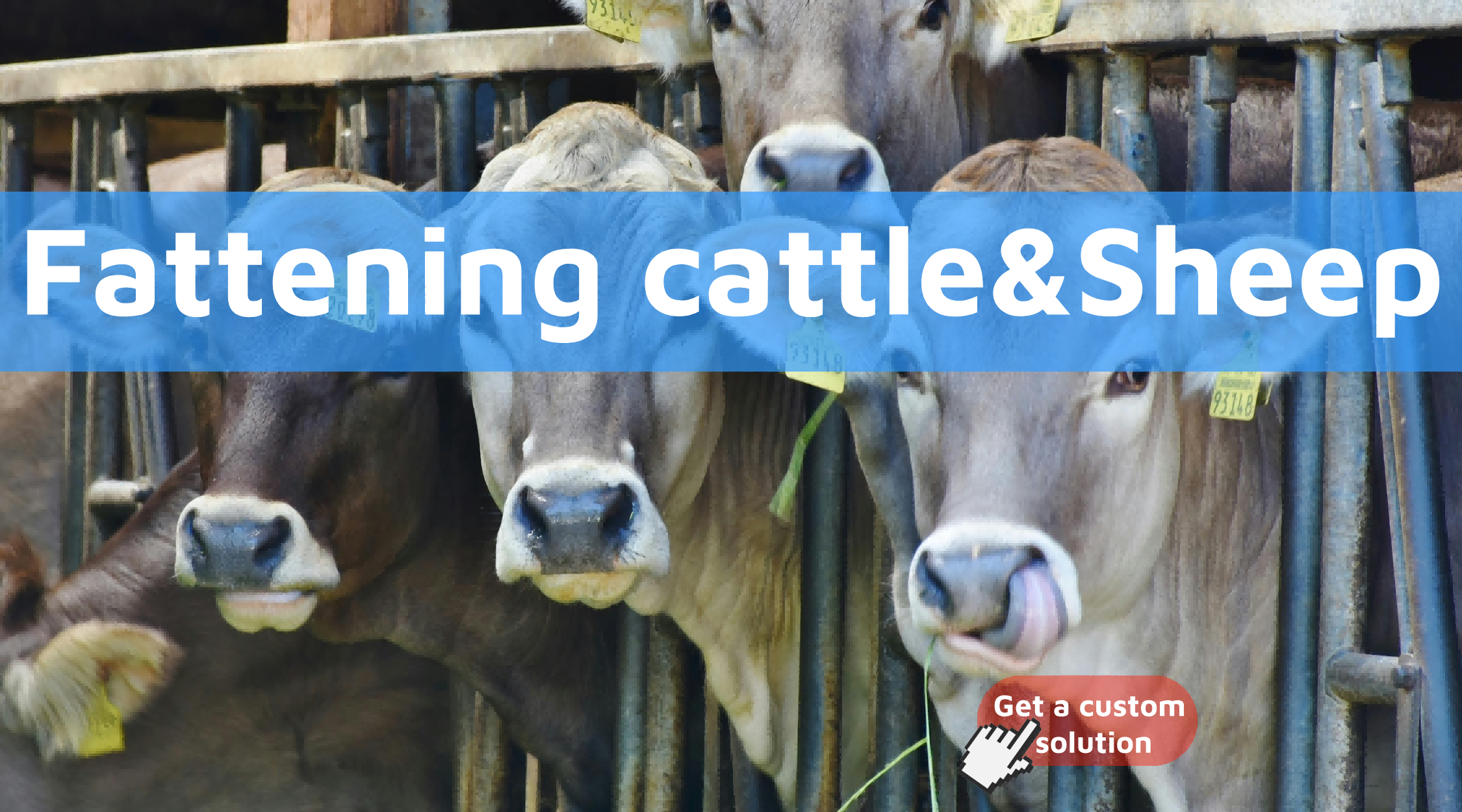 Fattening-of-cattle-and-sheep