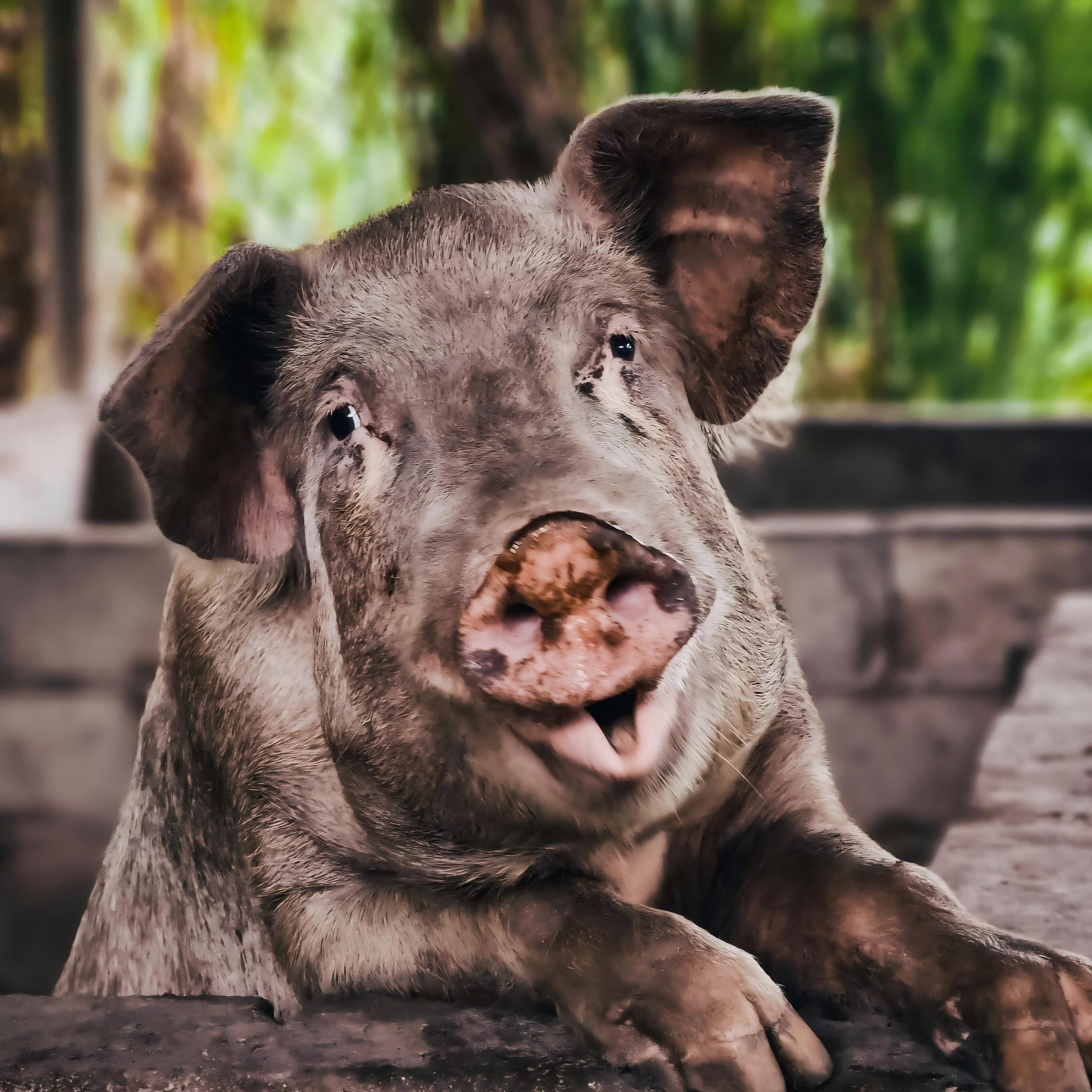 Fattening pig premix (1)