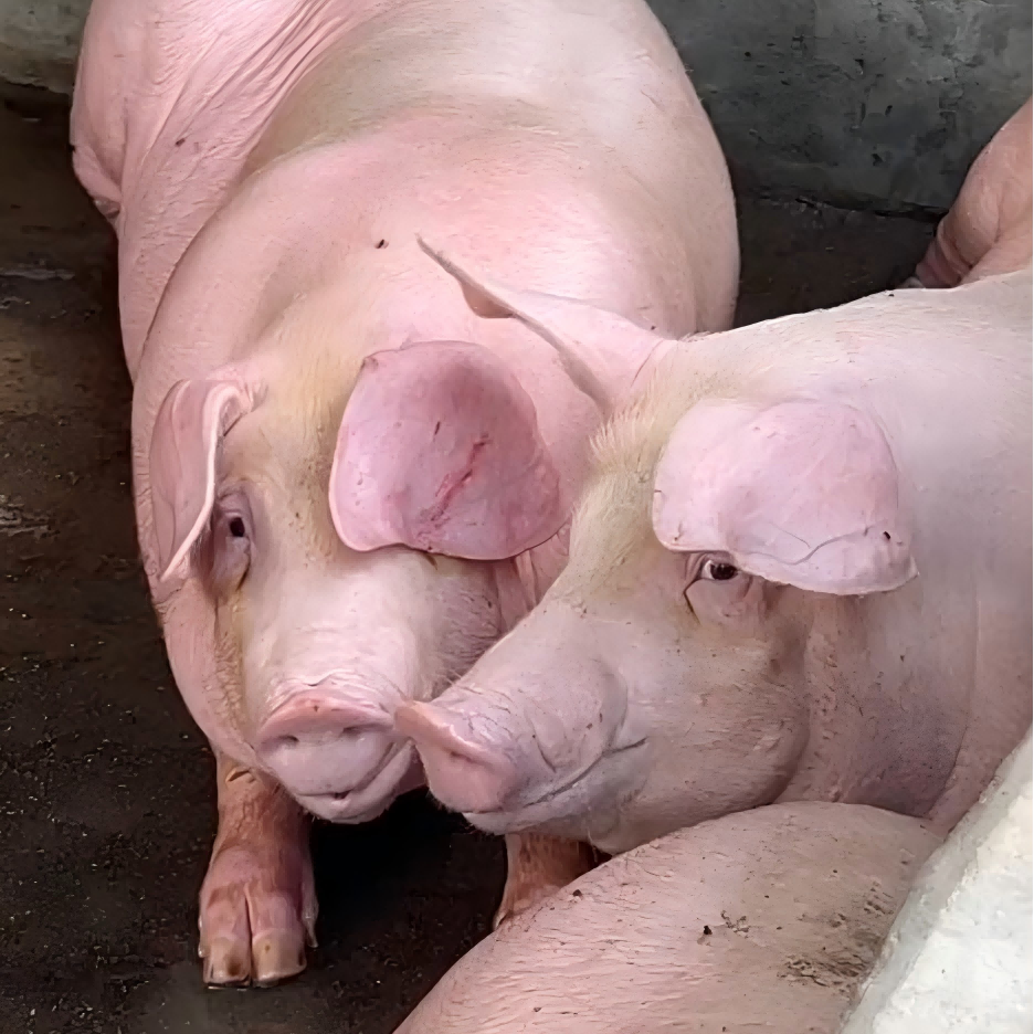 Fattening-pig-premix-1