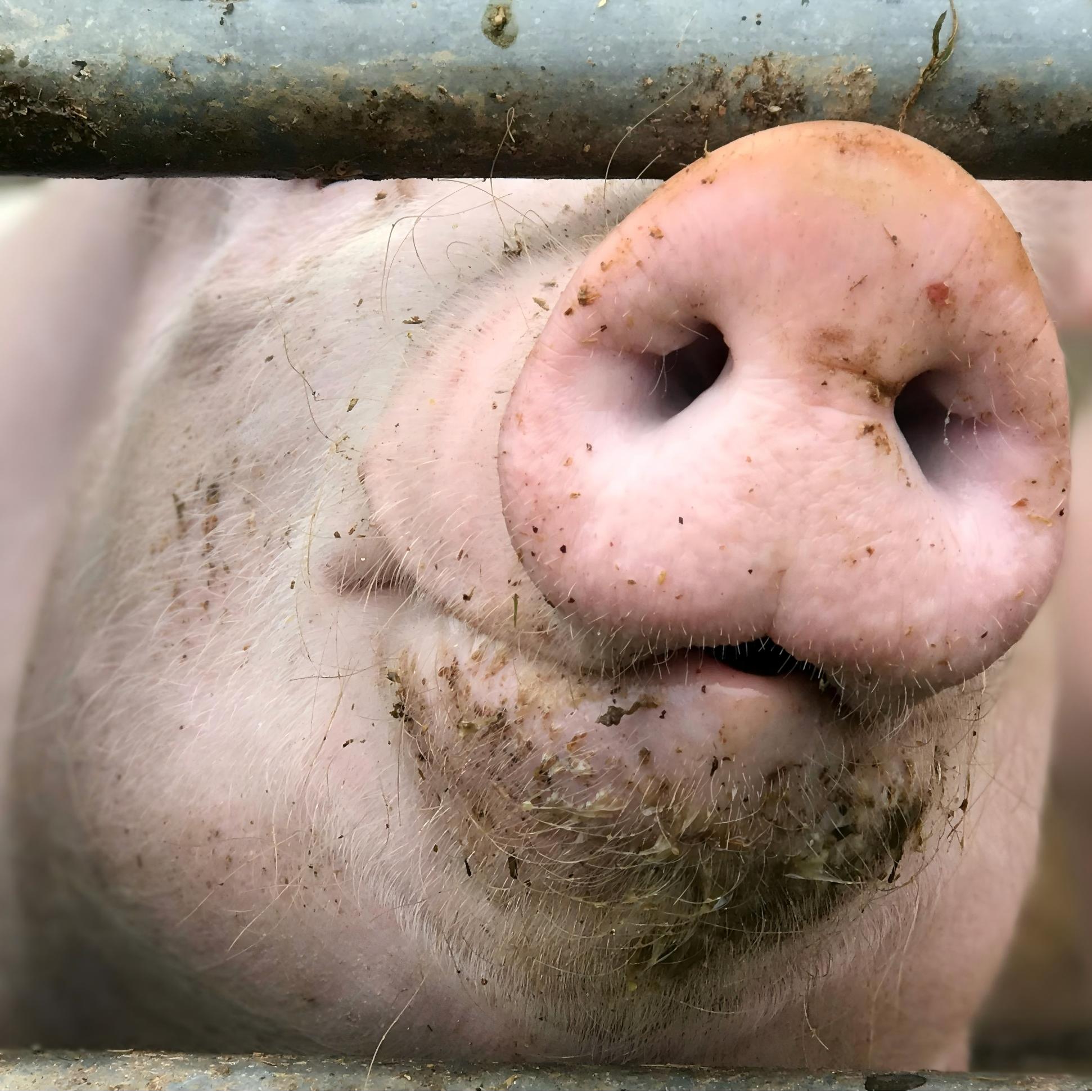 Fattening pig premix (2)