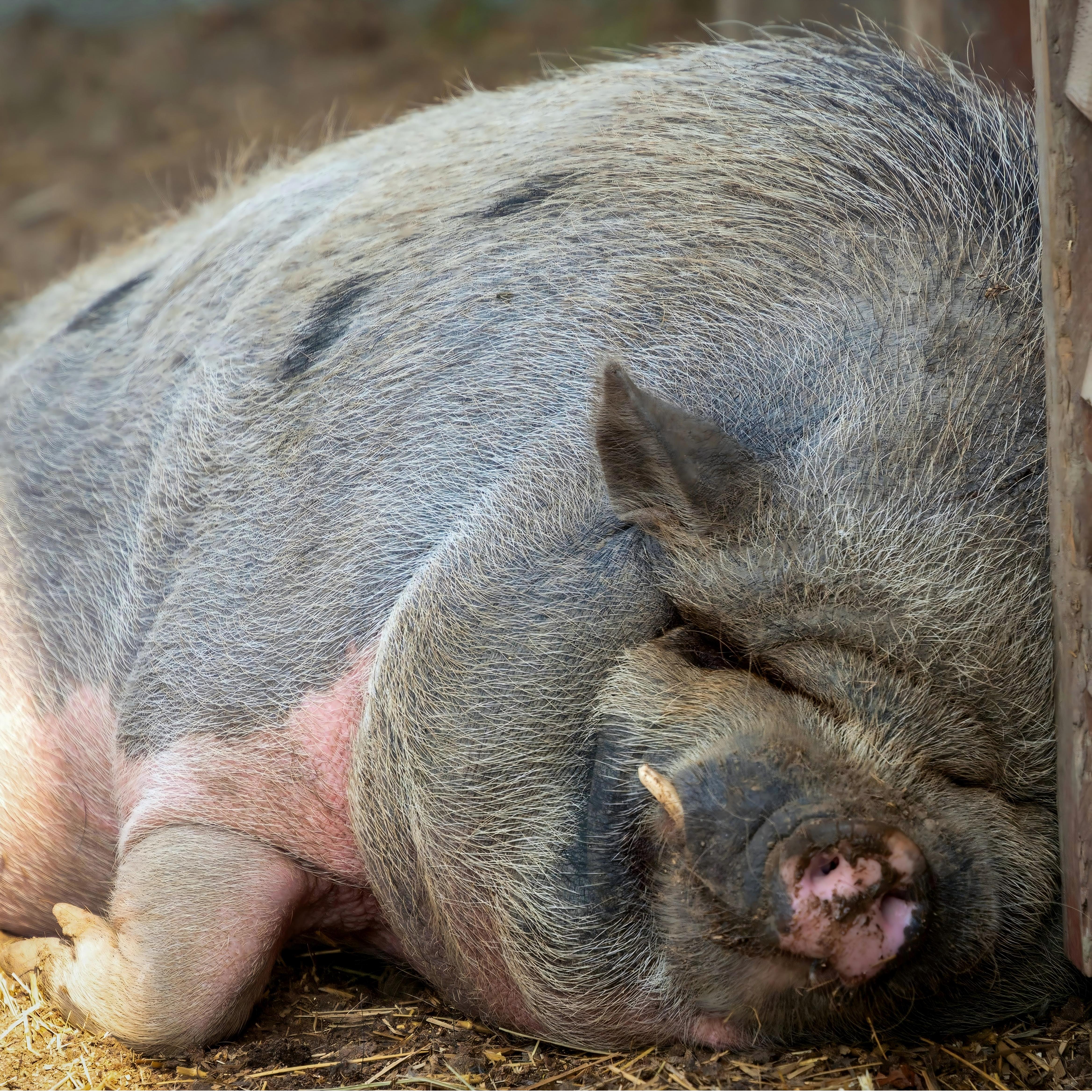 Fattening pig premix (3)