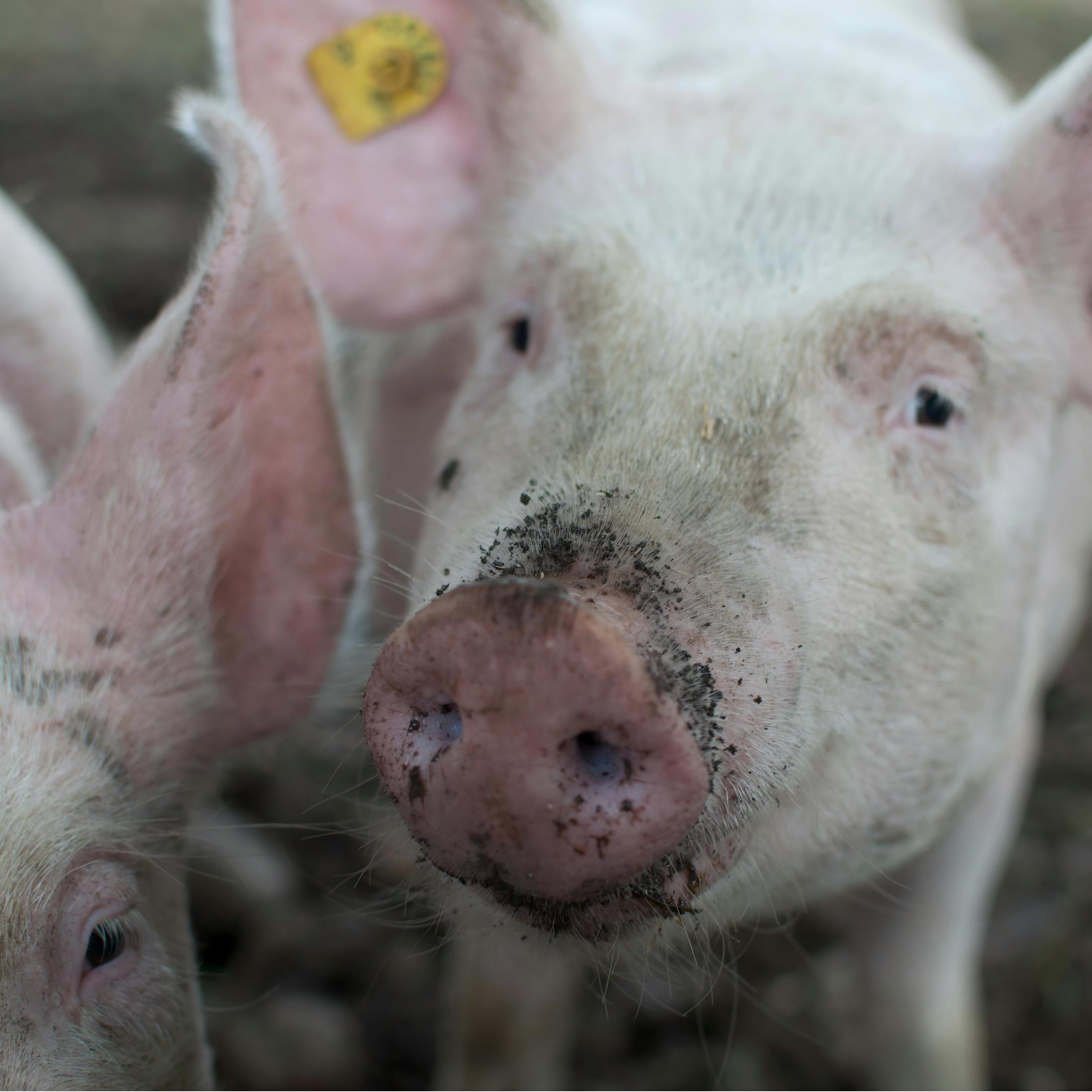 Fattening pig premix (4)