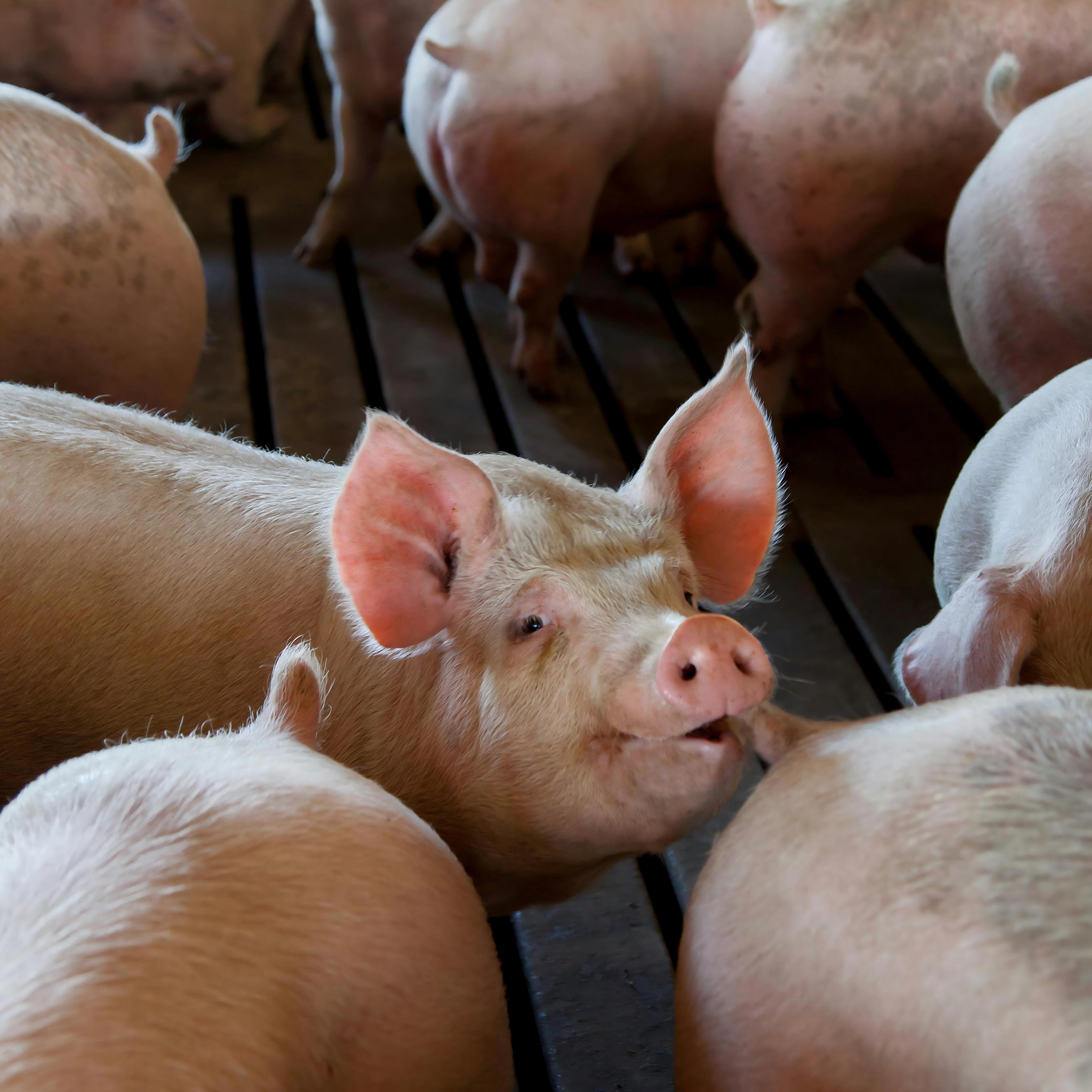 Fattening pig premix (5)