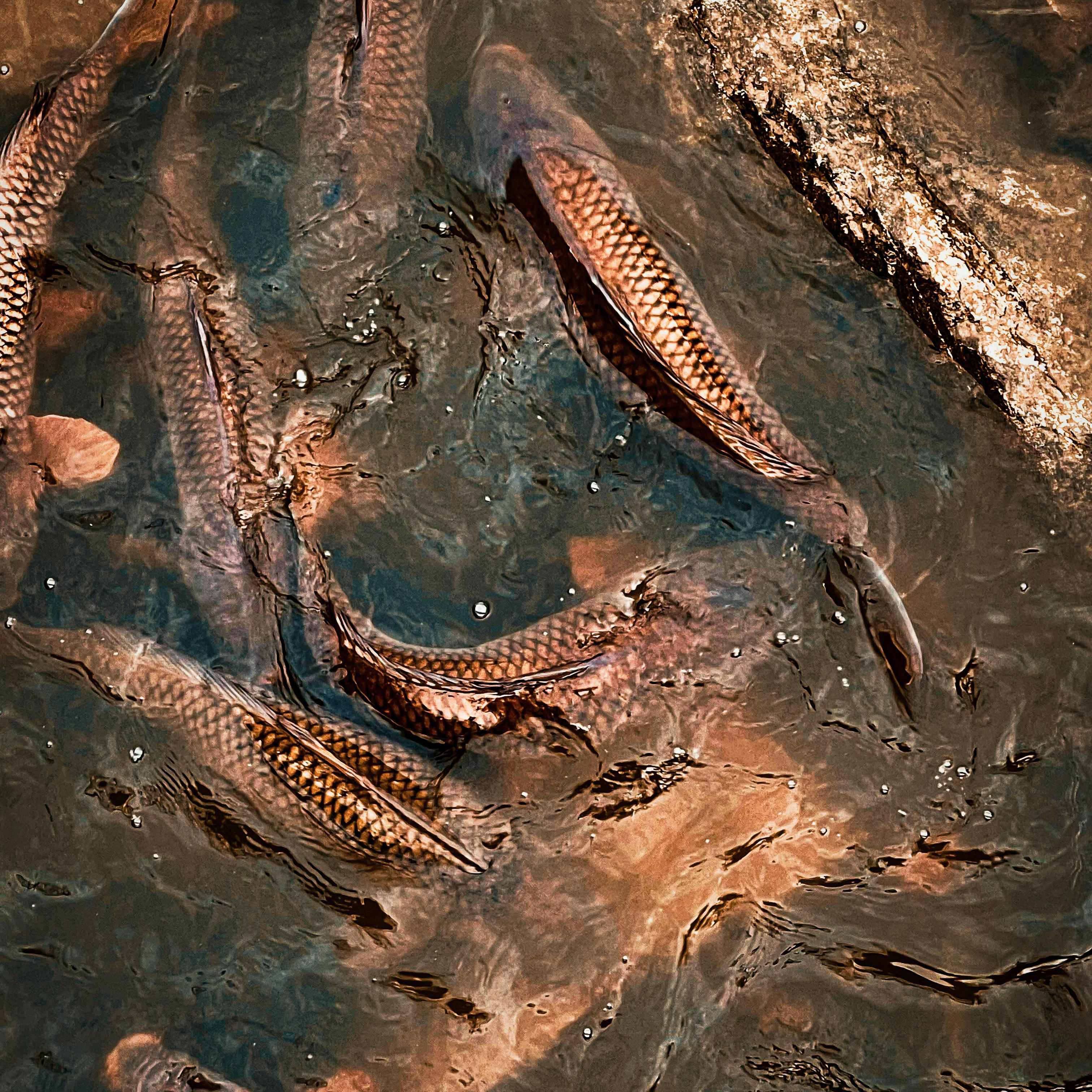 Fresh-water-fish-1(1)