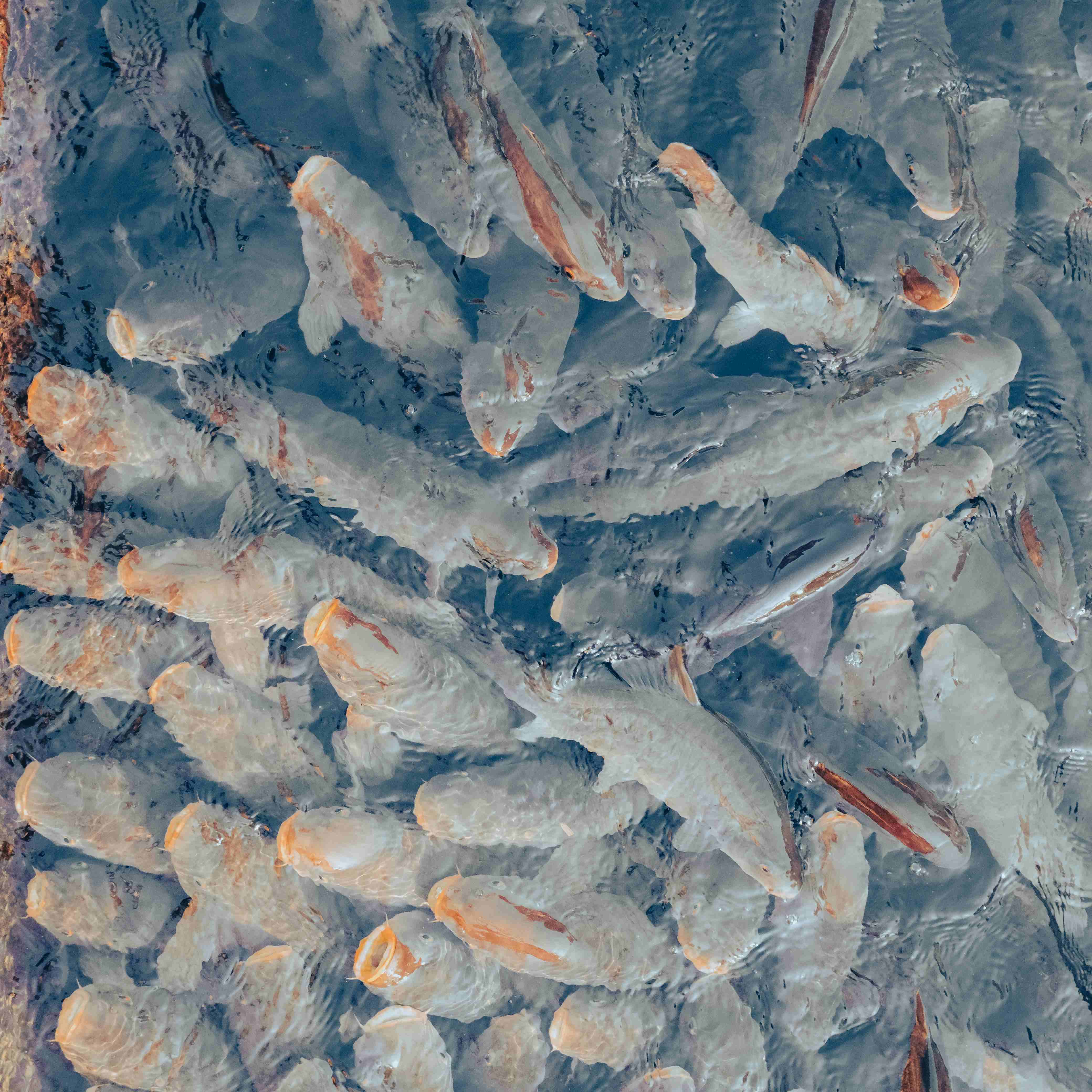 Fresh-water-fish-2(1)