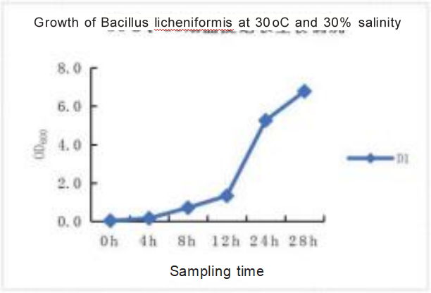 Growth of Bacillus licheniformis at 30oC and 30 salinity