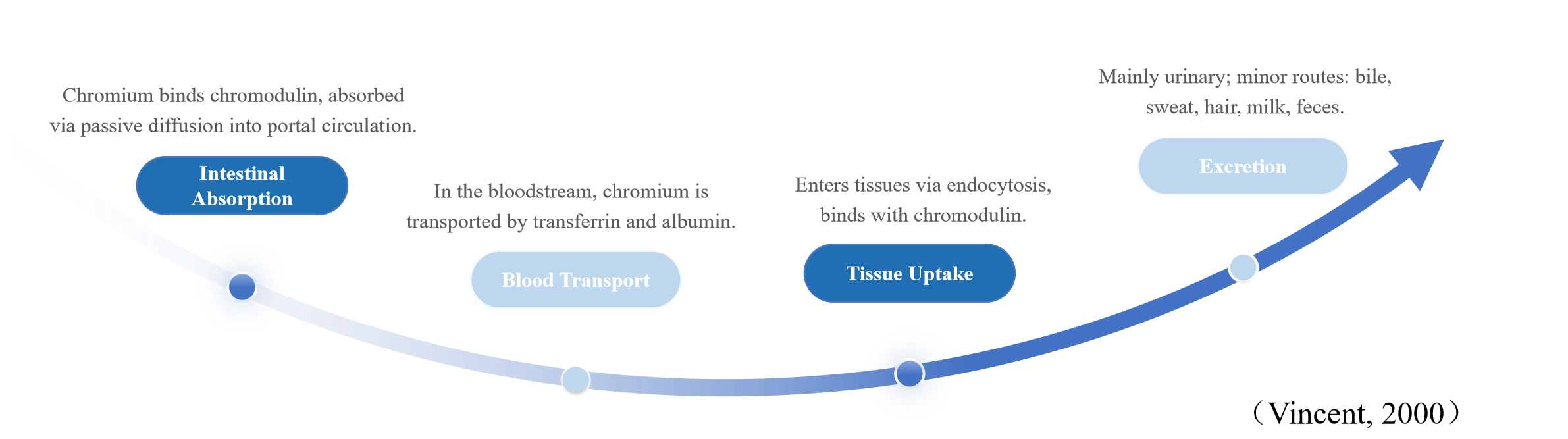 ORGANIC CHROMIUM Absorption Mechanism