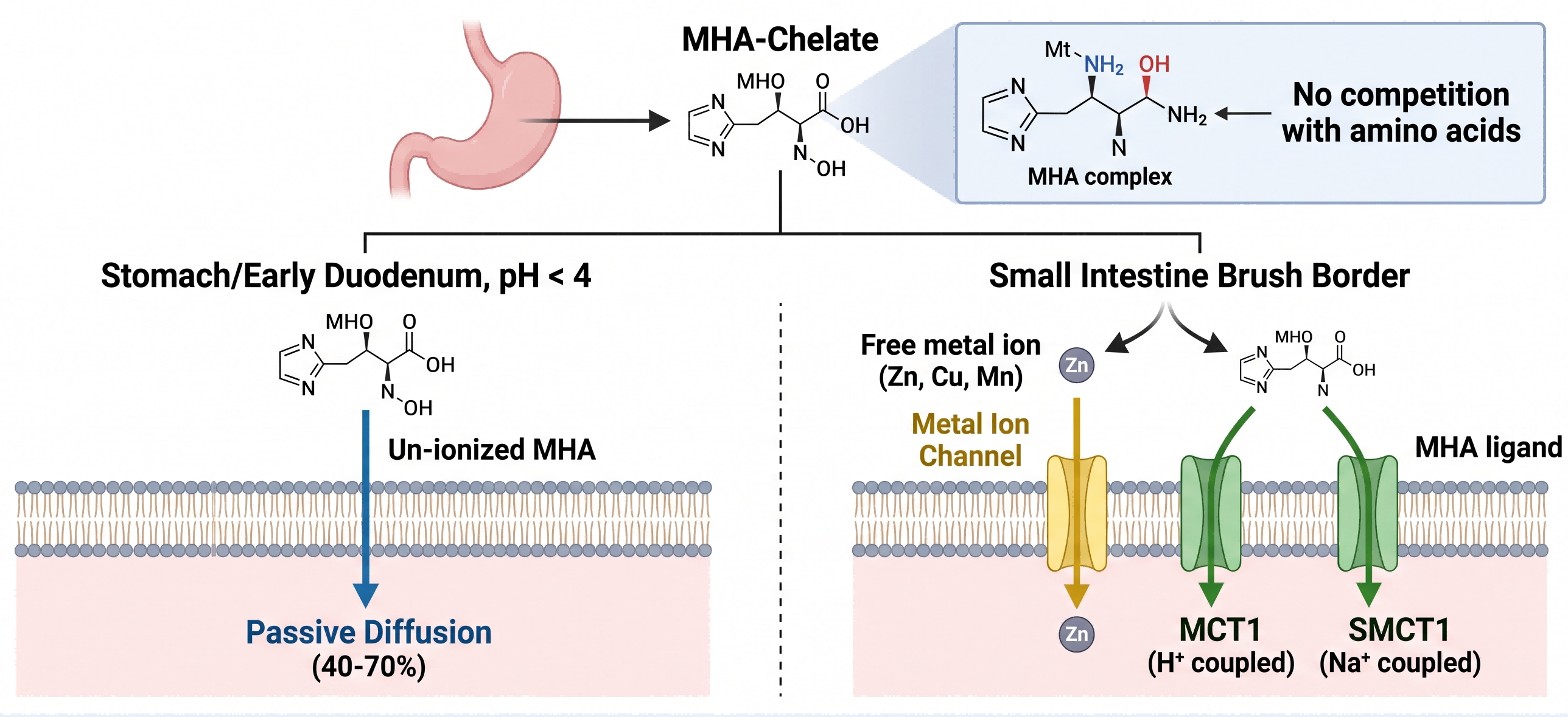 ORGANIC TRACE MINERAL Absorption Mechanism(1)