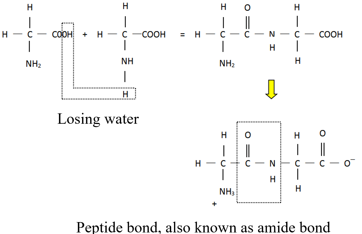 Peptide bond, also known as amide bond