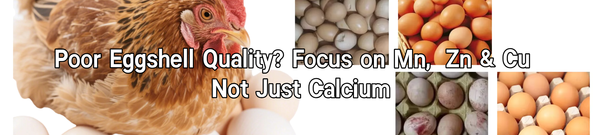 Poor Eggshell Quality? Focus on Mn, Zn & Cu – Not Just Calcium