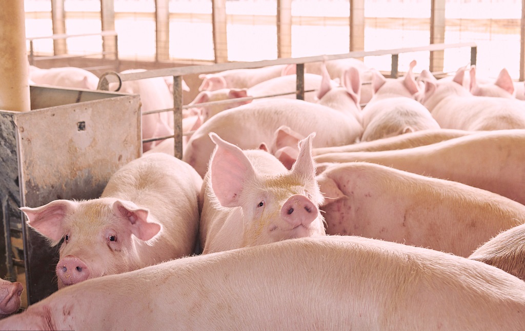 Large pigs in a holding pen in Iowa, U.S Photographer: Dan Brouillette/Bloomberg
