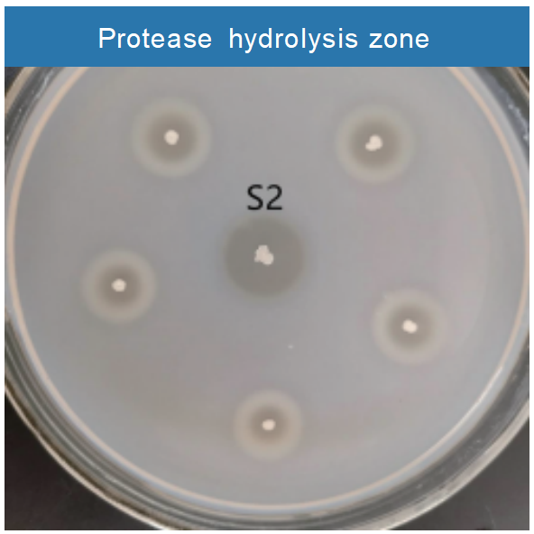Protease hydrolysis zone