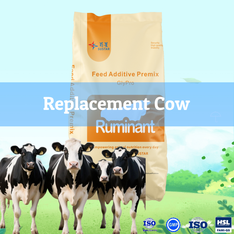 Replacement Cow