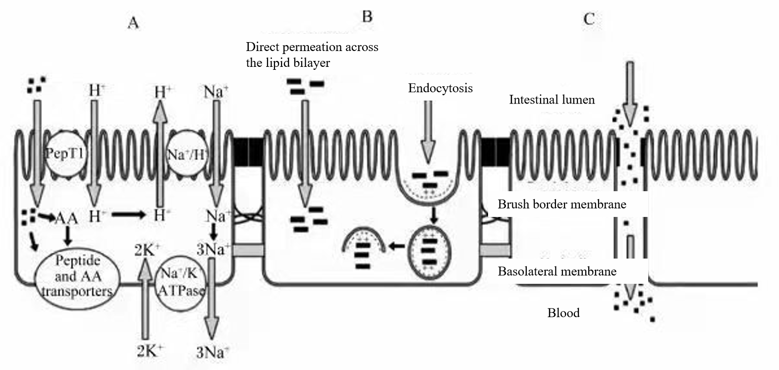 SMALL PEPTIDE CHELATE Absorption Mechanism