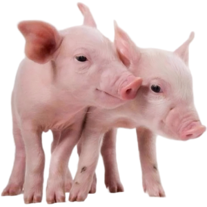 SUSTAR pig