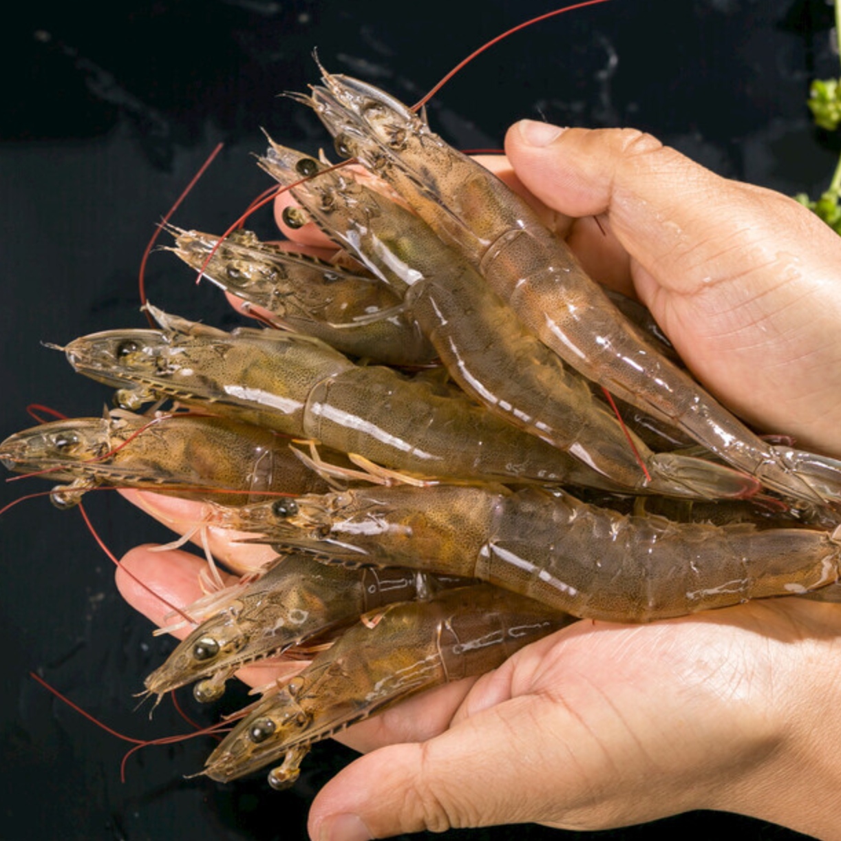 Shrimp-Crab-Shellfish-1