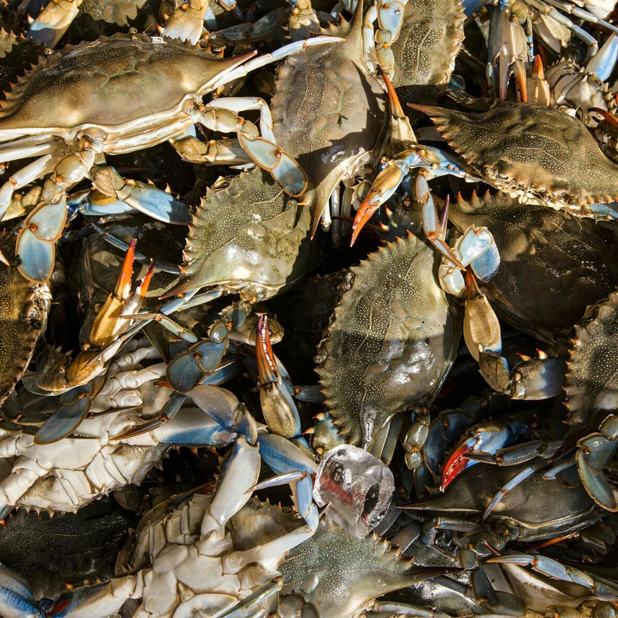 Shrimp, Crab, Shellfish (1)