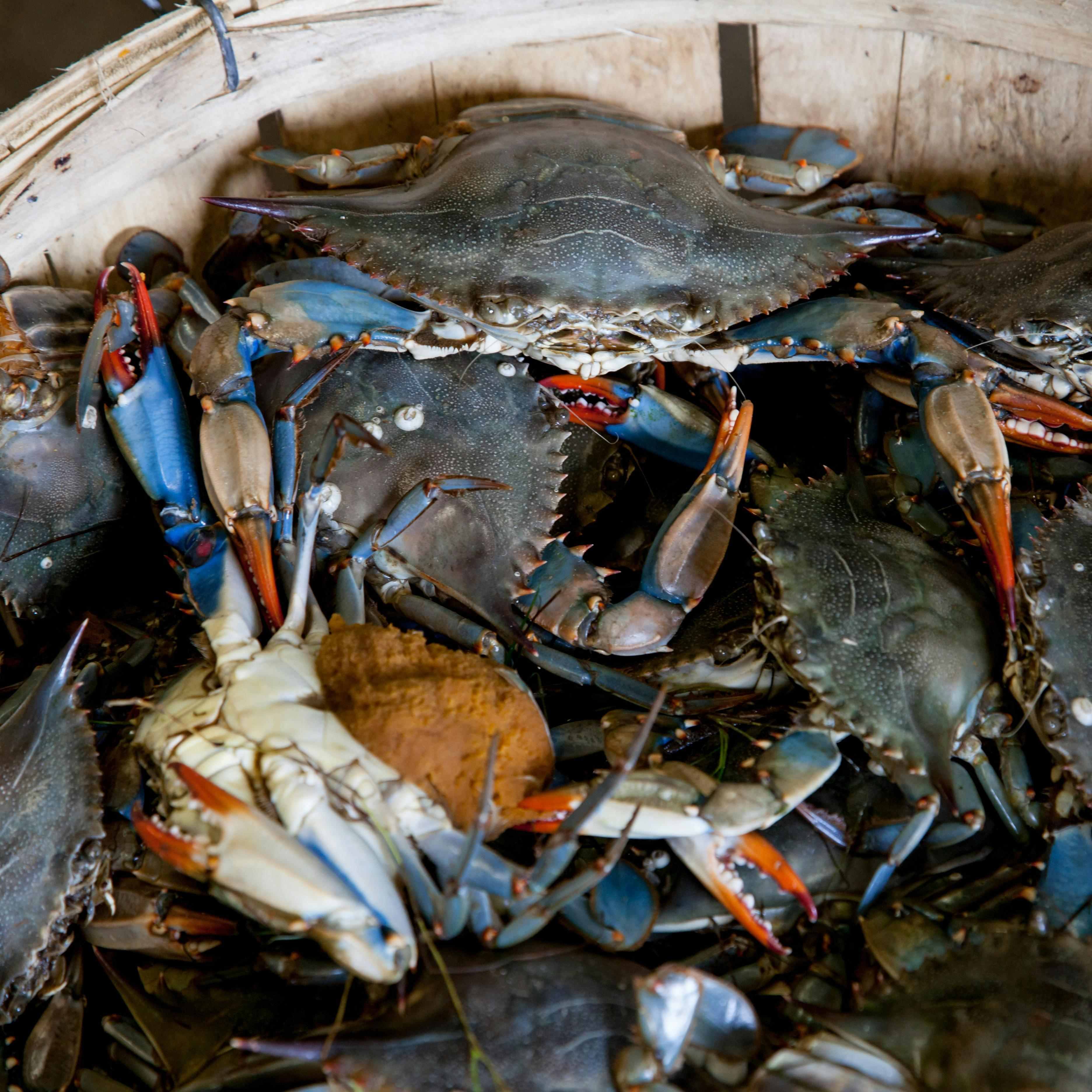 Shrimp-Crab-Shellfish-3