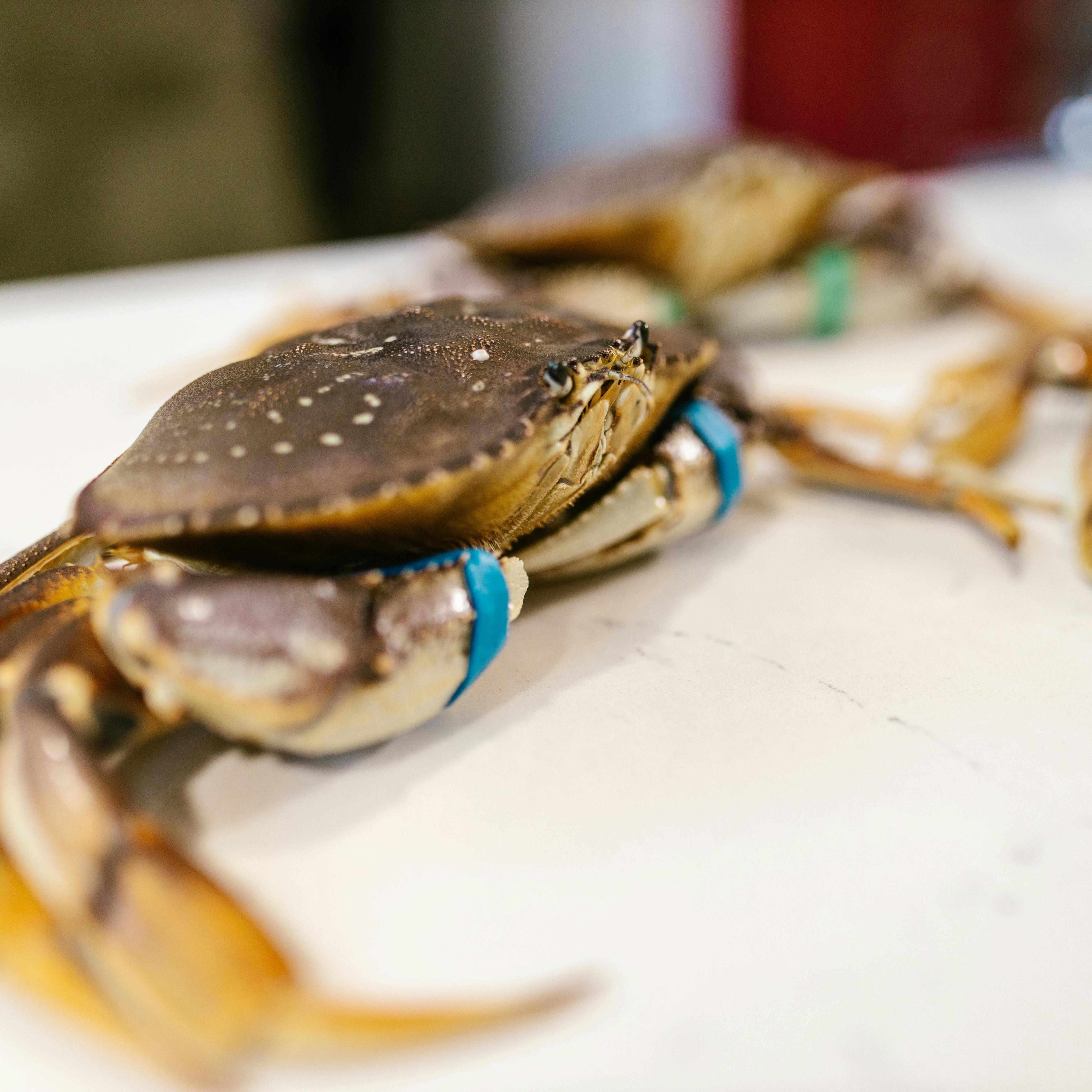 Shrimp, Crab, Shellfish (1)