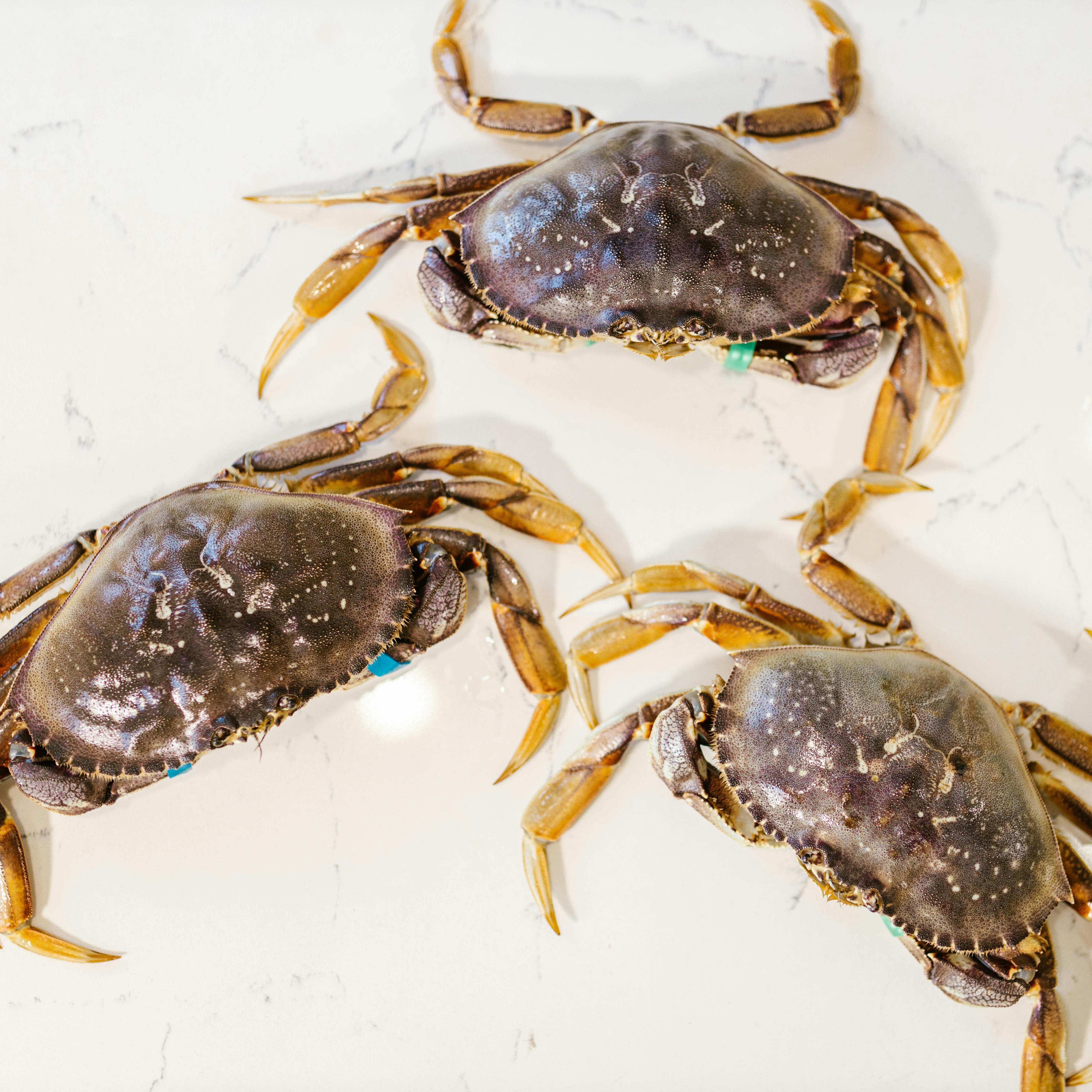 Shrimp, Crab, Shellfish (1)