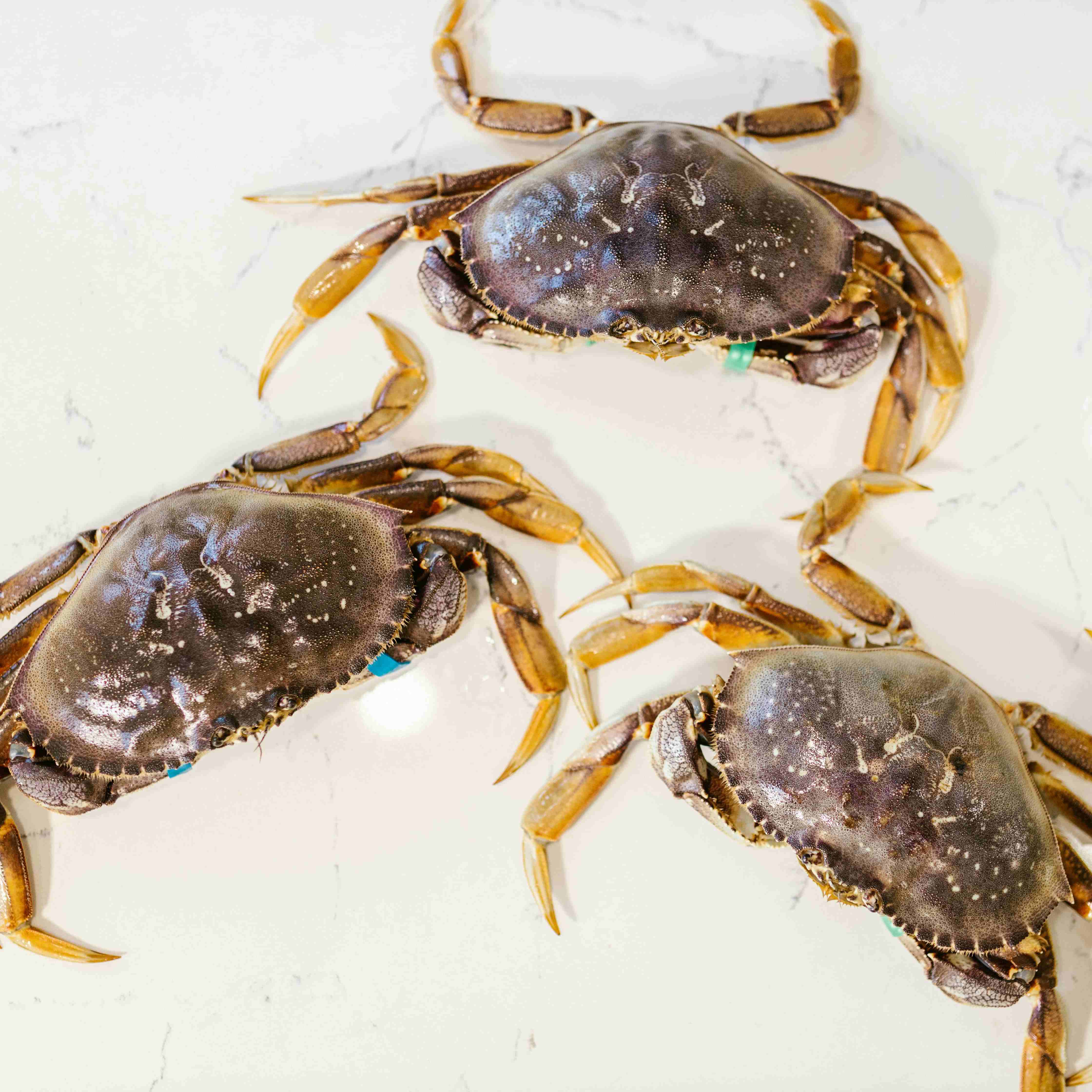 Shrimp-Crab-Shellfish-5