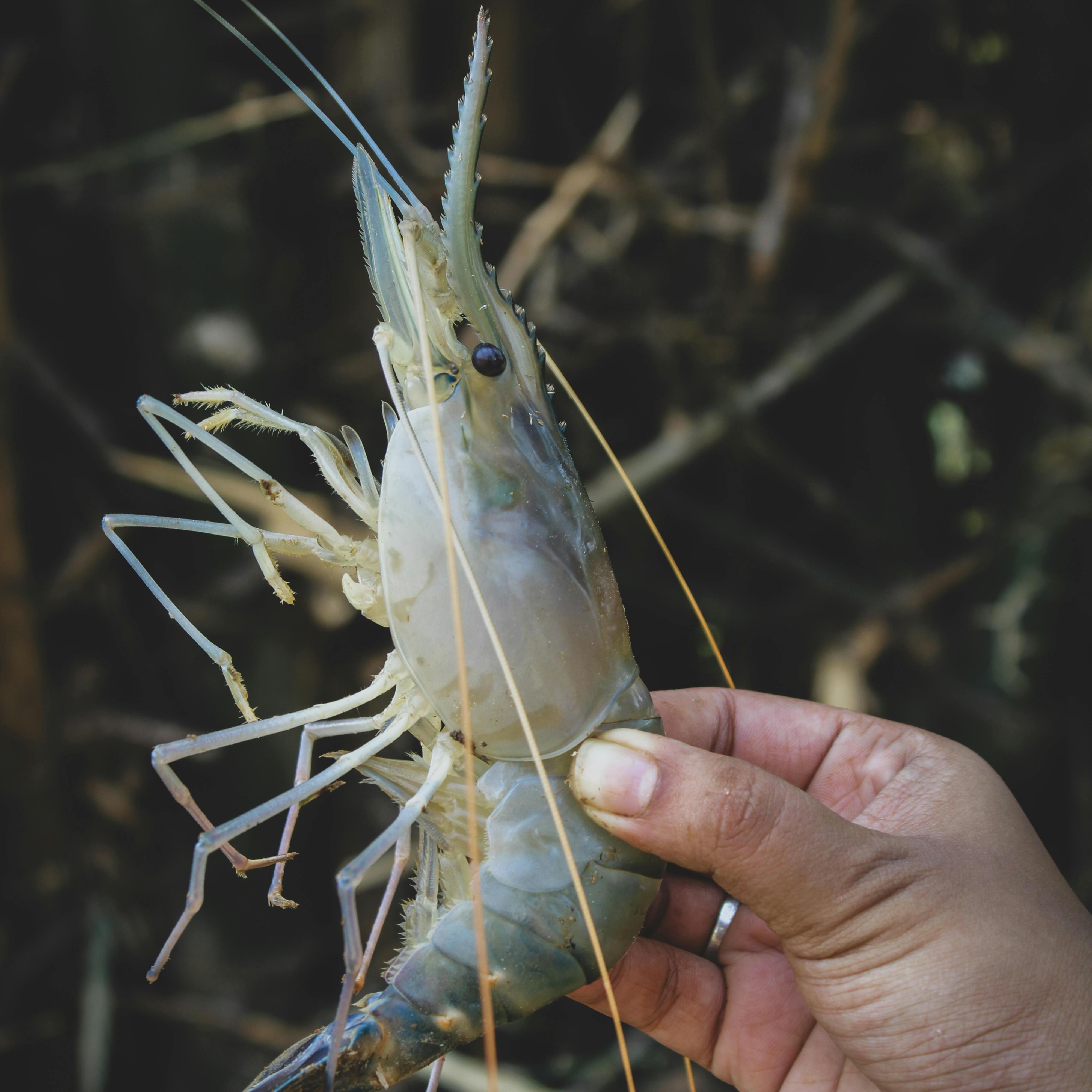 Shrimp, Crab, Shellfish (1)