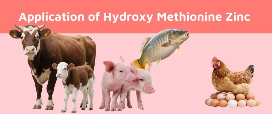 The Application of Hydroxy Methionine Zinc in Animal Breeding