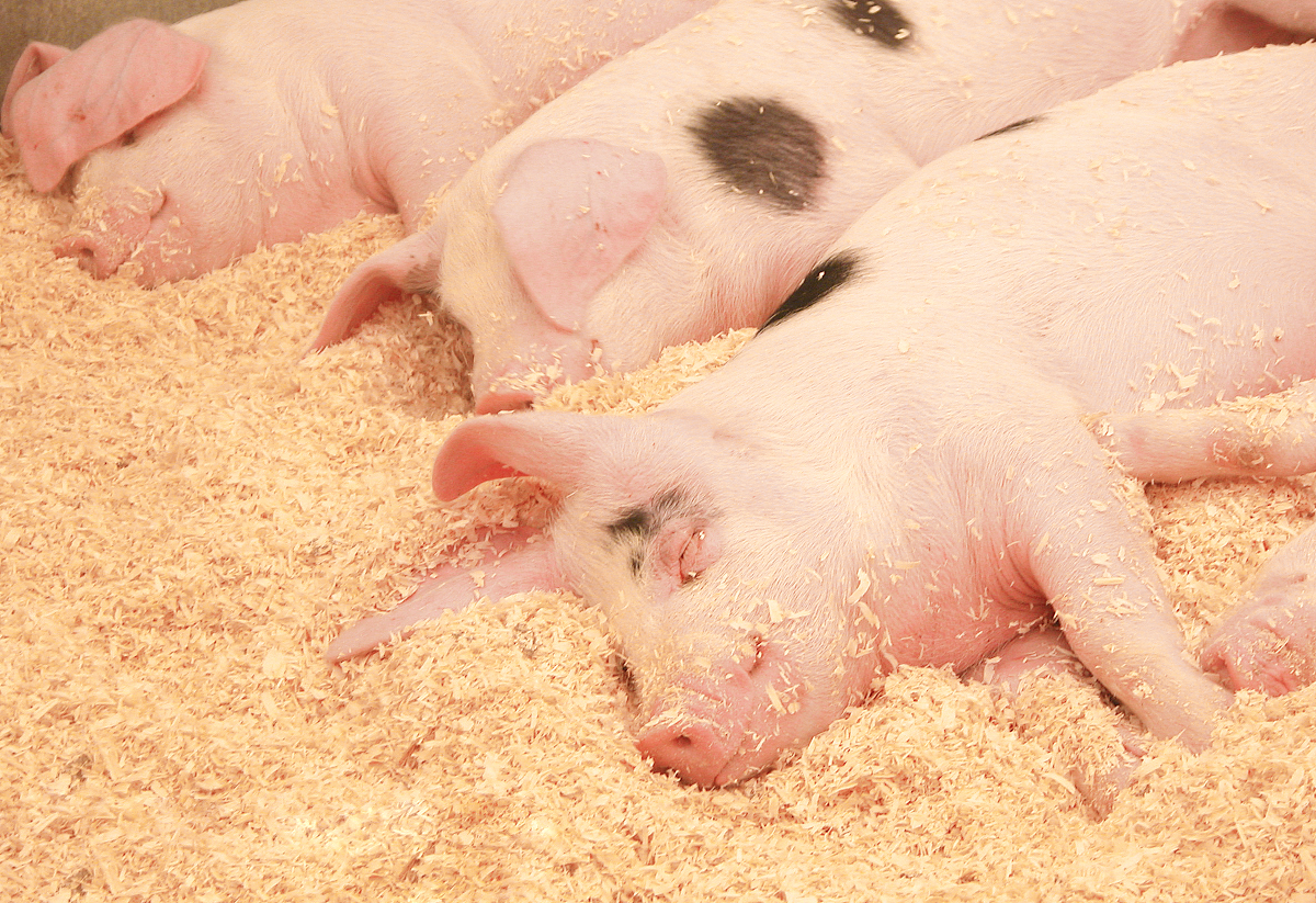 Trace Elements Premix for Fattening Pig