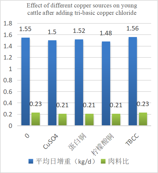 Cov nyhuv ntawm cov tooj liab sib txawv rau cov nyuj hluas