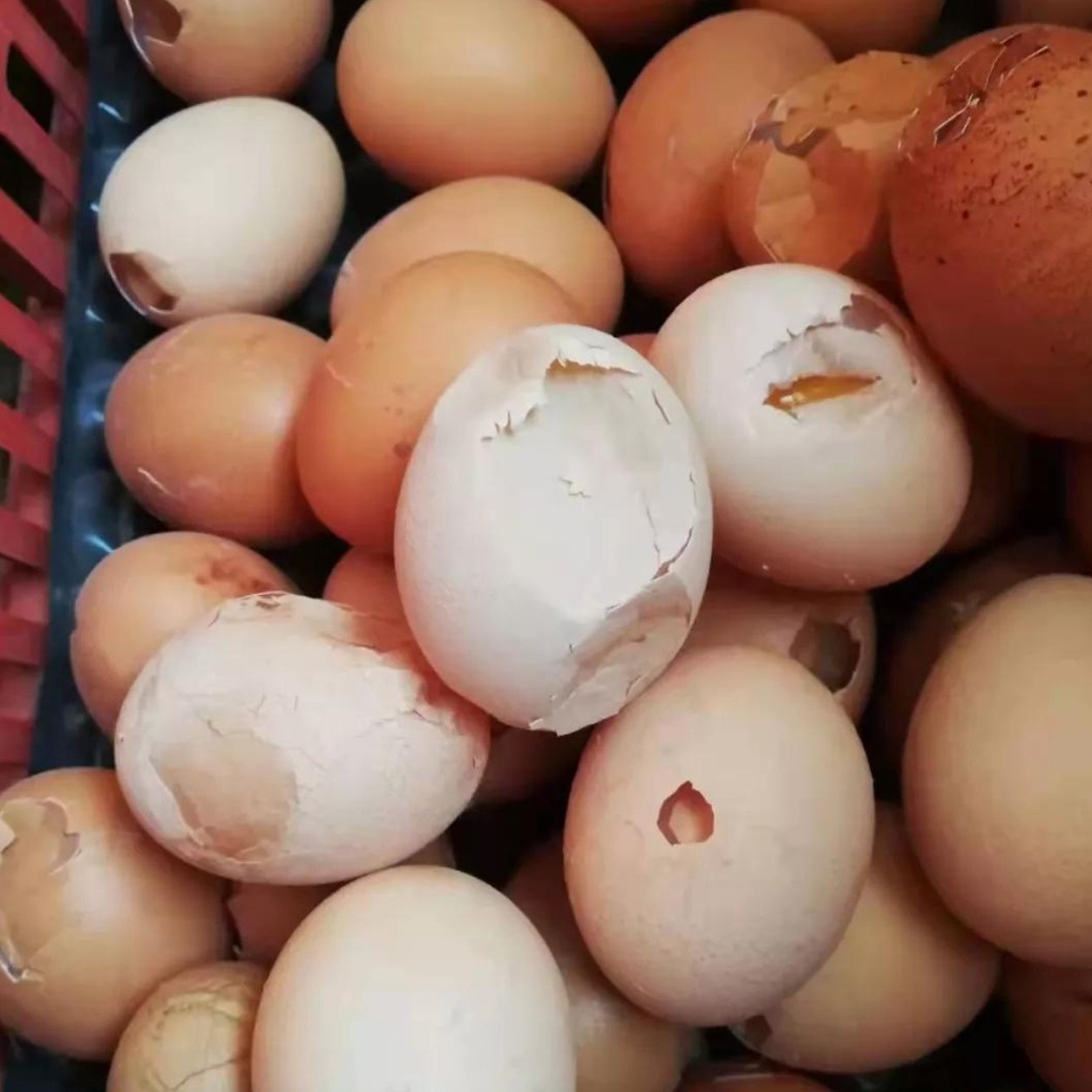 Poor Eggshell Quality (2)