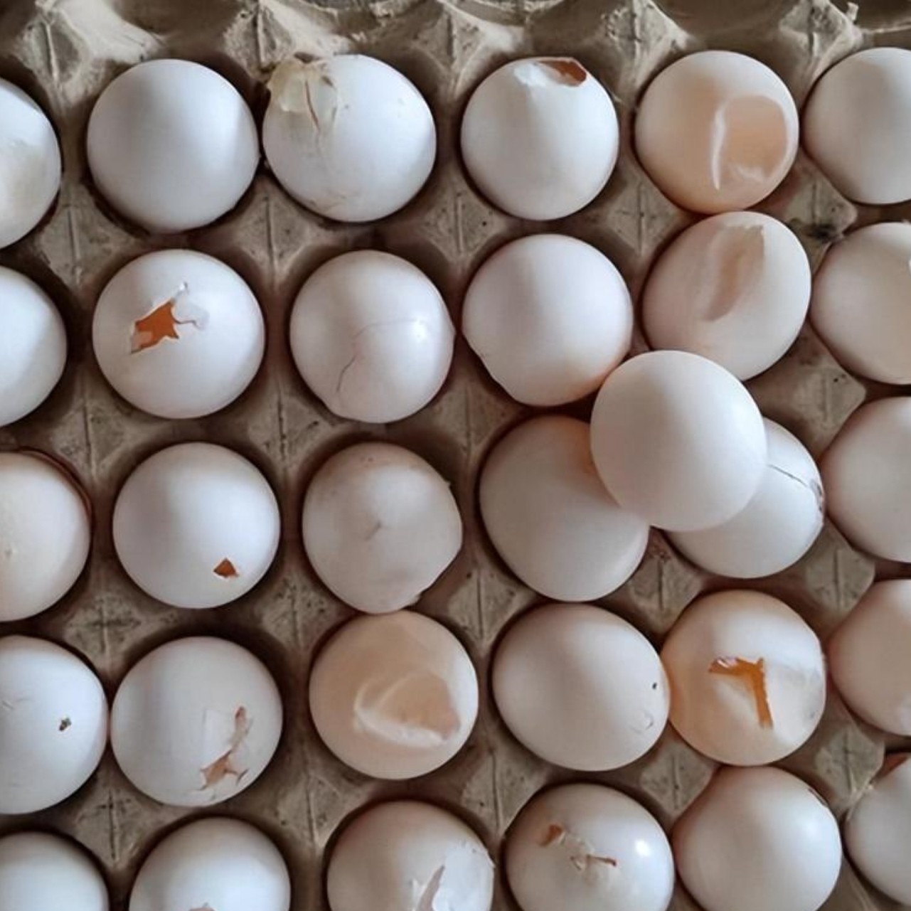 Poor Eggshell Quality (3)
