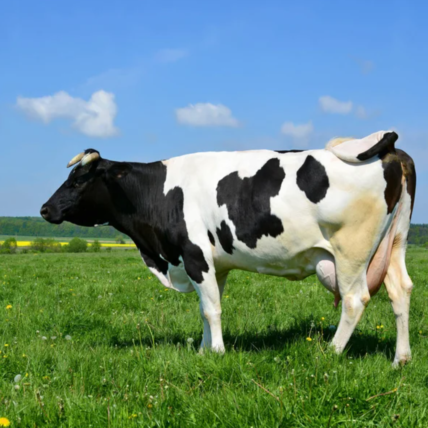 cow 